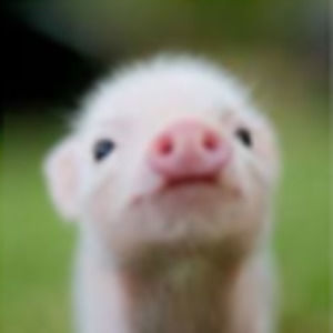 Meet your Posher, Olive